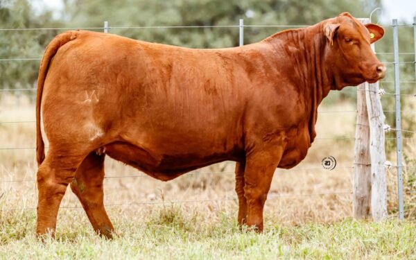 Lote 18A