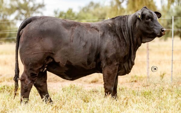 Lote 19A
