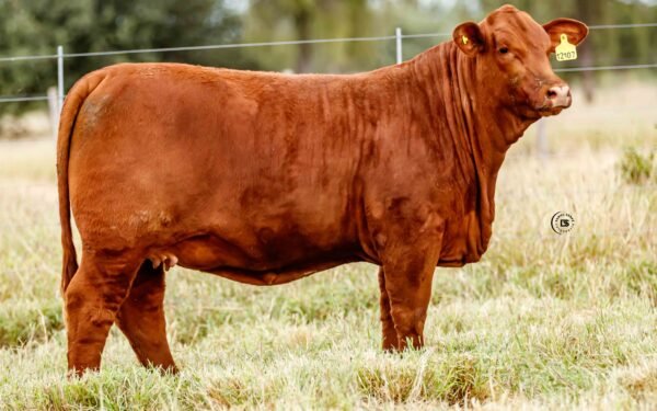 Lote 20A