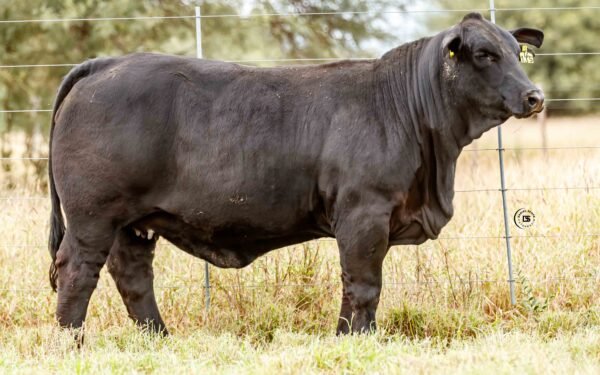 Lote 20B