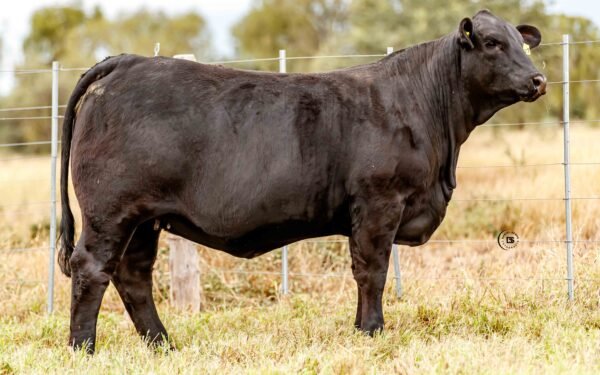 Lote 21A