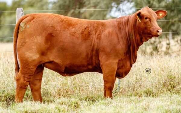 Lote 23A