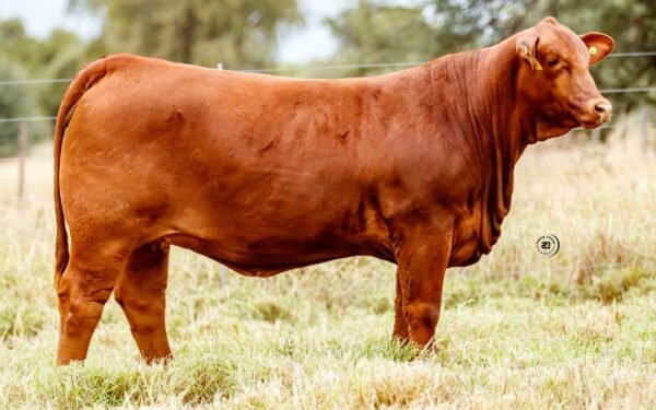Lote 23B